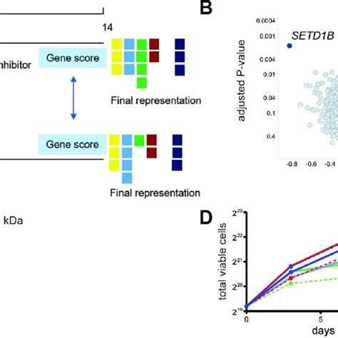 Dot L Inhibition In Mm Affects The Er Stress Pathway A Principal