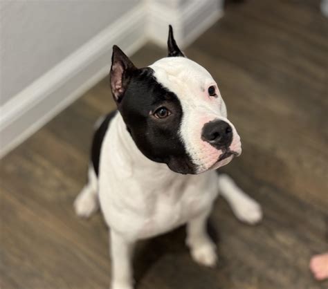 The American Staffordshire Terrier | Winterwood Amstaffs