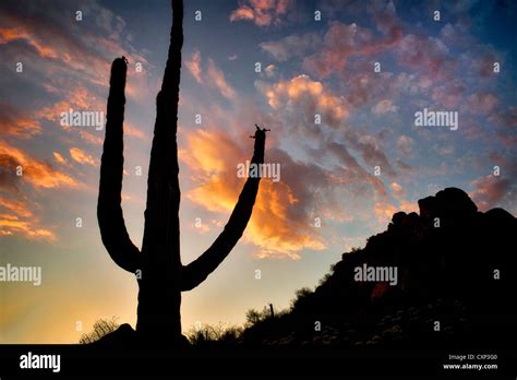 Saguaro Cactus Sunset Sonoran Desert Hi Res Stock Photography And