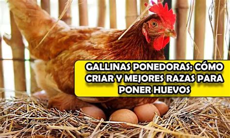 Gallinas Ponedoras Cómo Criar Y Mejores Razas Para Poner Huevos El