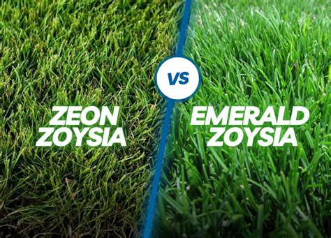 Turf Wars Zeon Zoysia Vs Emerald Zoysia Ng Turf