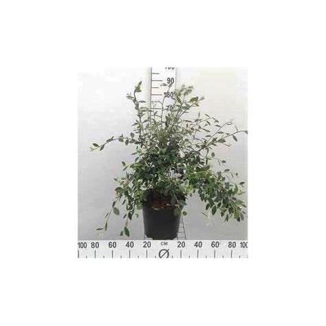 Cotoneaster Lacteus Sp Te Zwergmispel Heckenpflanzen Pflanzen