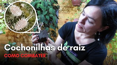 Como Eliminar COCHONILHAS DE RAIZ YouTube