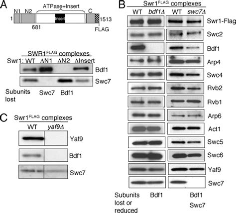 N Terminus Of Swr1 Binds To Histone H2AZ And Provides A Platform For