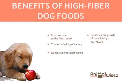 Dietary Fiber for Dogs - Importance, Recommended Foods and Supplements