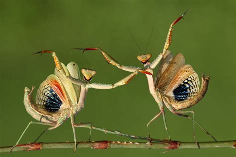 Praying Mantises With Their Hands Up Image Abyss