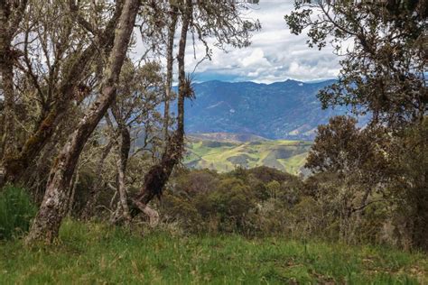 Bosque Protector Del Collay Diario El Mercurio