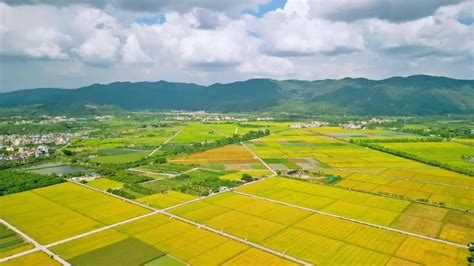 12月，增城区朱村街又掀“黄金稻浪”