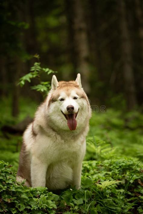 Retrato Del Husky Siberiano Libre Y Hermoso De La Raza Del Perro Que Se