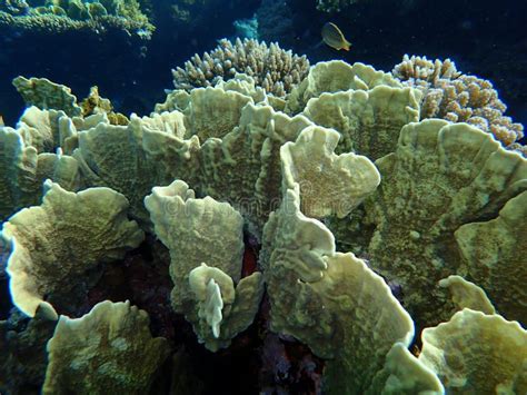 Blade Fire Coral Stock Photo Image Of Millepora Complanata 18114366