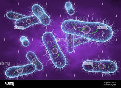 Typhoid Fever Bacteria Diagram