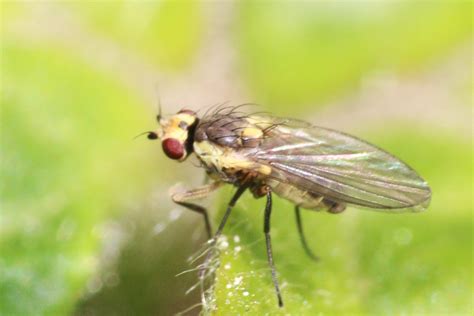 Fly Phytomyza Sp Poss Leaf Miner Judy Napper Flickr