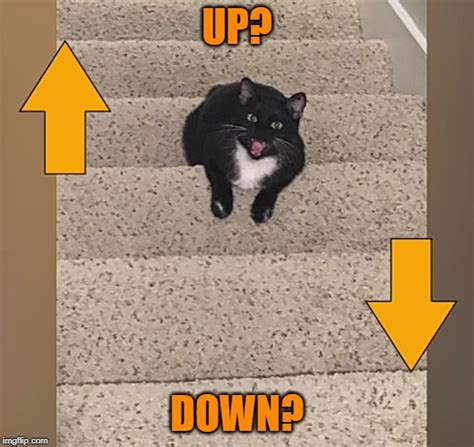 Collection Pictures Is The Cat Going Up Or Down The Stairs Full Hd