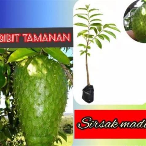 Jual Bibit Sirsak Madu Sedling Kab Kediri Duta Bibit Berkualitas