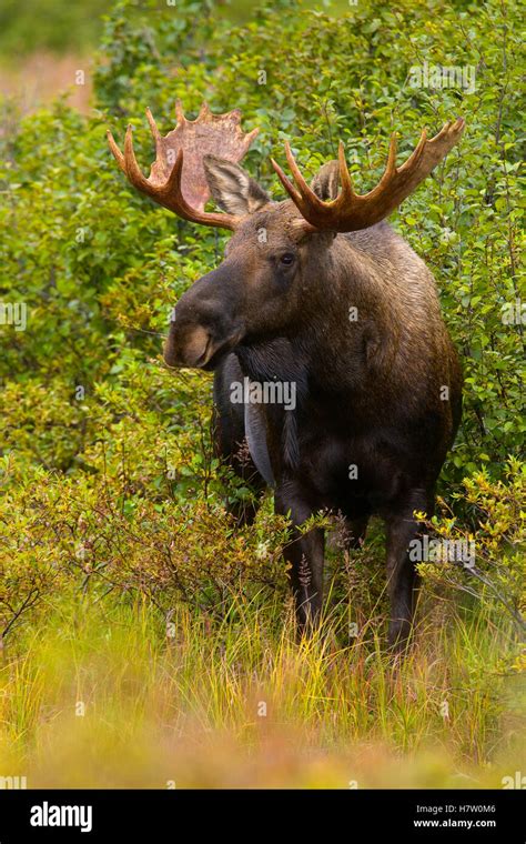 Alaska Moose Alces Alces Gigas In Tundra During Fall Rut Denali