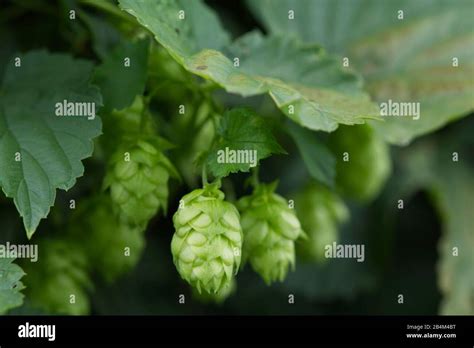 Hops Close Up Humulus Lupulus Stock Photo Alamy