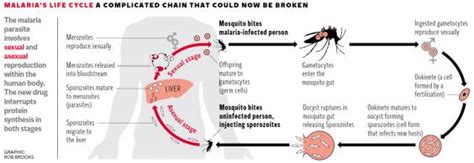 Scientists Develop New Malaria Drug That Treats Symptoms And Prevents Infection Being