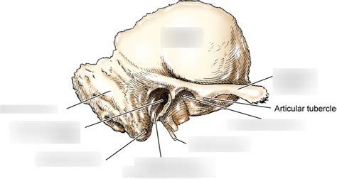 Lateral Aspect Of Temporal Bone CH 20 Diagram Quizlet