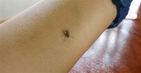 How To Ward Off Mosquitoes To Avoid Diseases Mosquito Mosquito