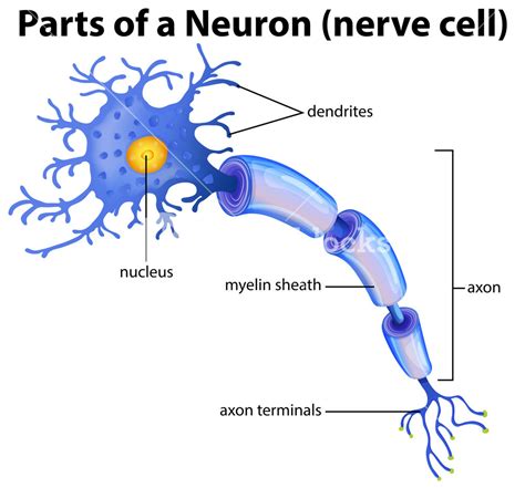 Neuron Diagram And Functions