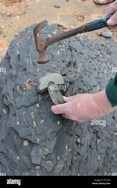 fossil hunting on Charmouth beach, Jurassic coast Stock Photo - Alamy