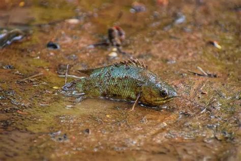 Amphibious Fish: Aquatic-Terrestrial Adaptors - Nature Roamer