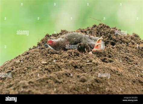 Mole Hi Res Stock Photography And Images Alamy