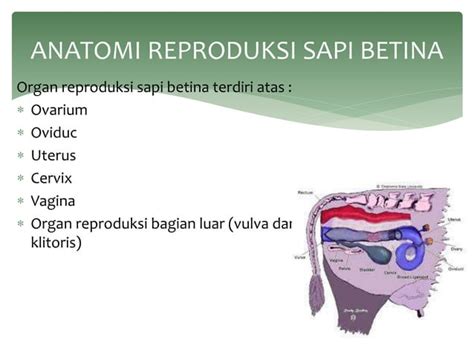 Anatomi Reproduksi Jantan Dan Betina Pada Sapi Dan Babi Ppt