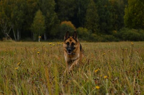 Premium Photo Black Red German Shepherd Walks Against Background Of