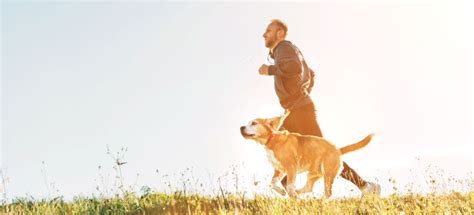 Can a Dog Exercise Too Much? - PetPlace