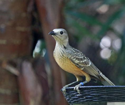 Fawn Breasted Bowerbird Alchetron The Free Social Encyclopedia