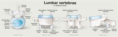 Lumbar Spine Anatomy Labeled Stock Illustrations 69 Lumbar Spine