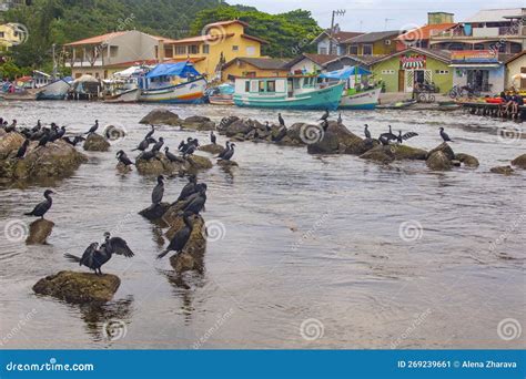 FLORIANOPOLIS BRAZIL JANUARY 22 2023 Houses Birds And Rocks On