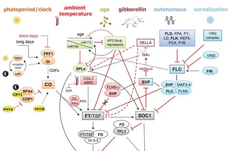 Main Flowering Time Pathways Acting In Arabidopsis Thaliana