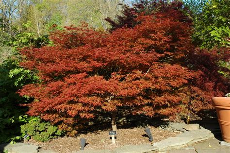 Buy Dwarf Japanese Maples — Mr Maple │ Buy Japanese Maple Trees