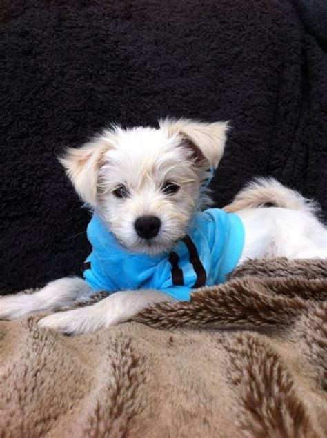 West Highland White Terrier Chihuahua Mix Pets Lovers