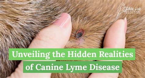 Unveiling The Hidden Realities Of Canine Lyme Disease Uncover The