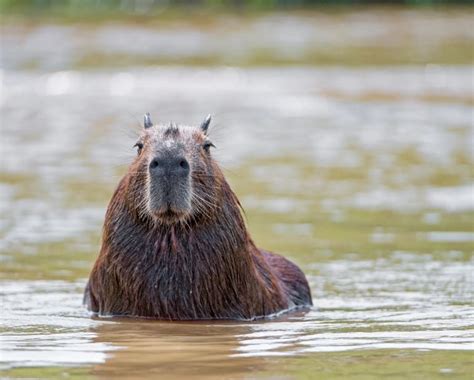 Why Don't Crocodiles Eat Capybaras? - Capybara Tips