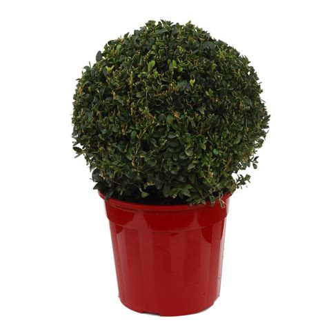 Buxus Sempervirens Ou Buis Boule En Pot D Co De L