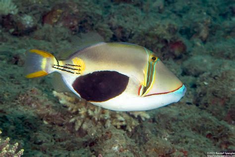 blackpatch triggerfish rhinecanthus verrucosus spanglers scuba