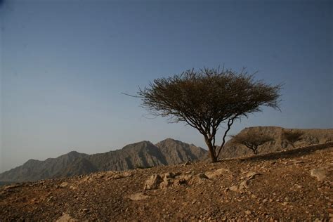 Rak Tree A Tree In Shamal Ras Al Khaimah Uae The Temper Flickr