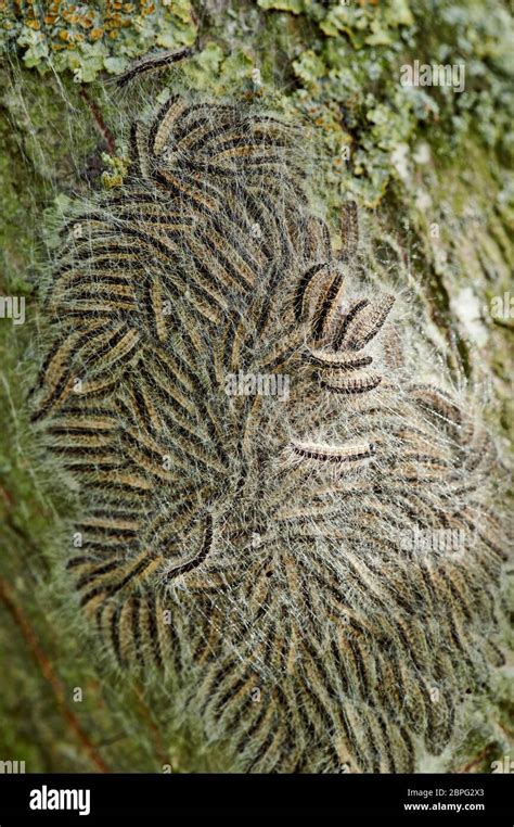 Oak Processionary Thaumetopoea Processionea Caterpillars Of The Oak