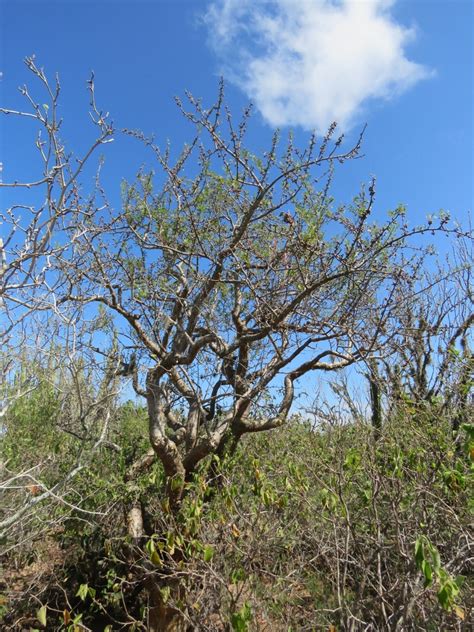 Elephant Tree From Sin M Xico On October At Am