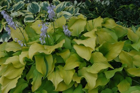 Hosta ‘sun Power Jardins Michel Corbeil