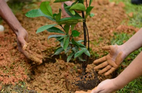 Prefeitura De Resende Planta 100 Mudas De EspÉcies Nativas E FrutÍferas