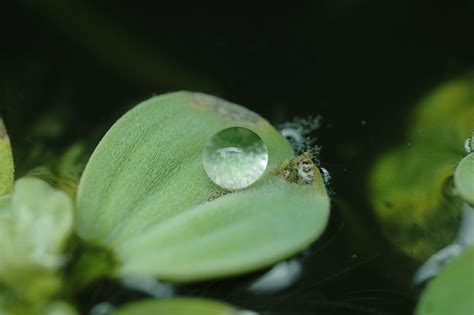 Gotas Agua Hoja Foto Gratis En Pixabay Pixabay