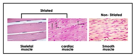 Muscular System In Biology Definition Types And Importance Aesl