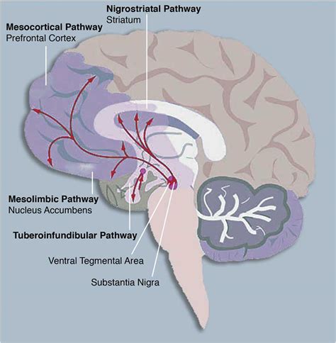 Neuroimaging of the dopamine/reward system in adolescent drug use | CNS ...