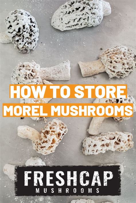 How To Store Morel Mushrooms Ways Freshcap Mushrooms In