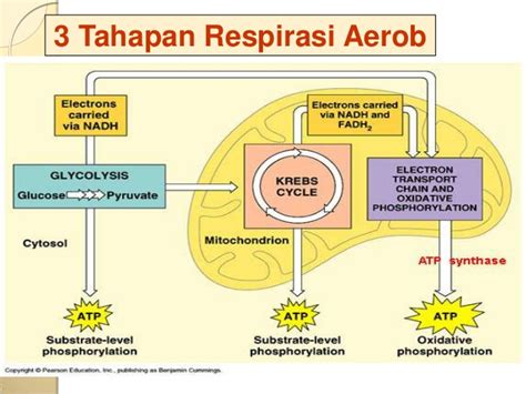 Proses respirasi aerob dan anaerob 2021